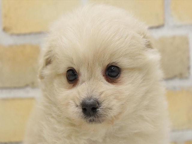 福岡県のハーフ犬・ミックス犬 (ペッツワン福岡新宮店/2024年11月18日生まれ/男の子/クリーム)の子犬